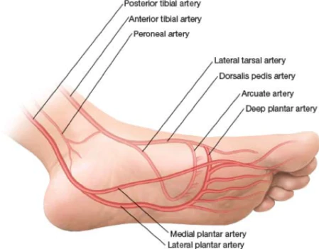 Calzini Autoriscaldanti in Tormalina - La migliore soluzione per tutti i problemi ai piedi e alle gambe